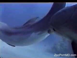 Underwater zoo kinks with man enjoying dolphins mate