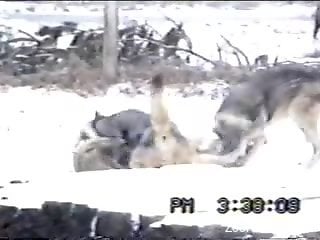 Two dog couples fucking in front of one another
