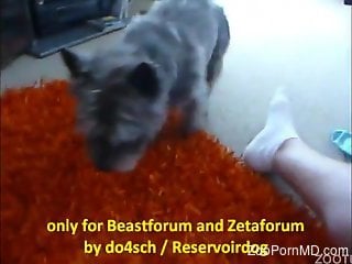 Dude's hard cock getting licked in a POV movie