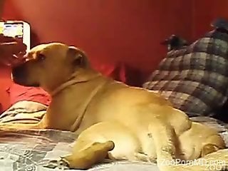 Dude's hard cock fucking a submissive-looking dog