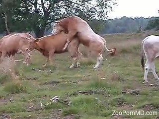 Outdoor animal-on-animal fucking with sexy beasts