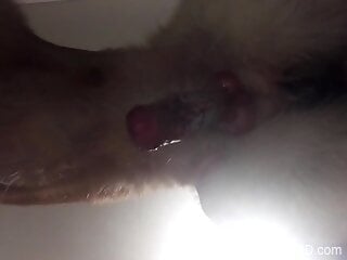 Sexy dog penis showcased in a free online porno