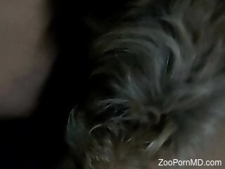 Dude's dick gets pleasured by a canine cocksucker